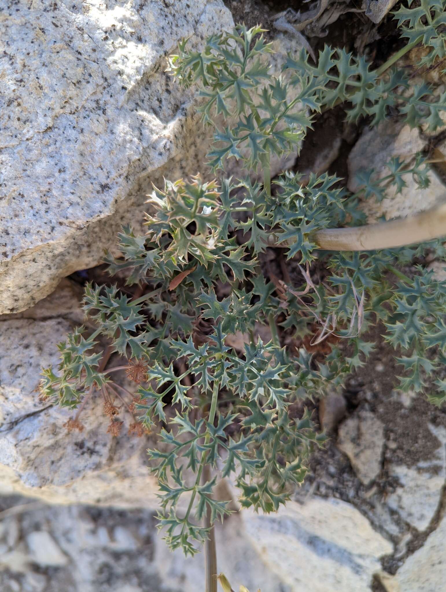 Imagem de Lomatium rigidum (M. E. Jones) Jepson