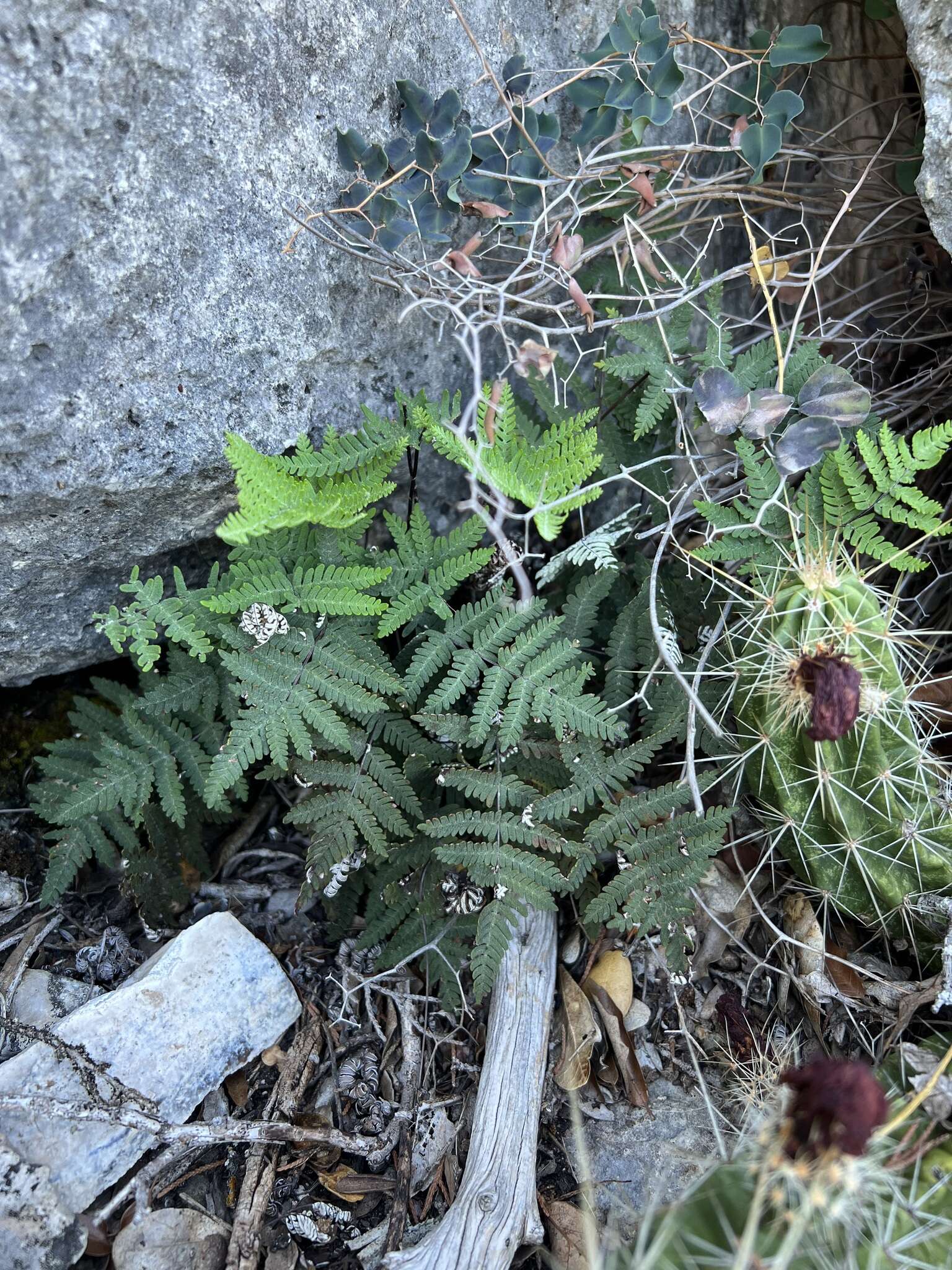 Image of Copeland's cloak fern