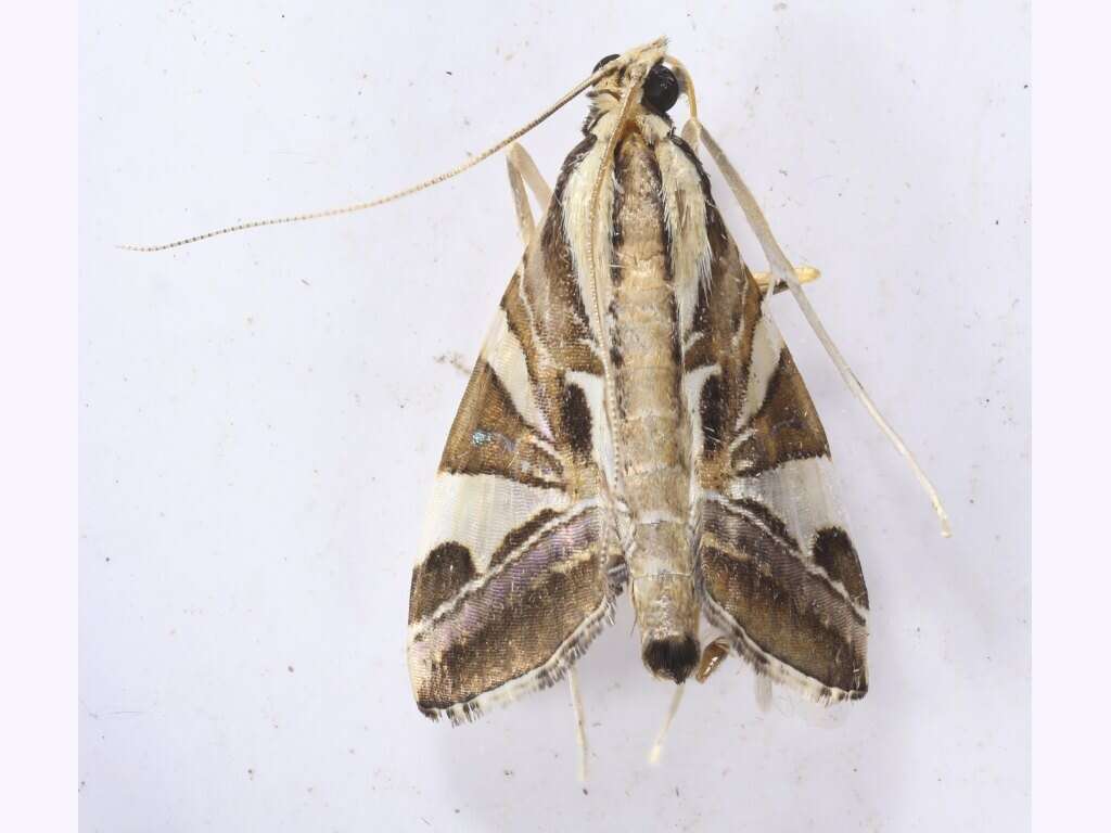 Agrioglypta itysalis Walker 1859 resmi