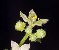 Imagem de Galium multiflorum Kellogg