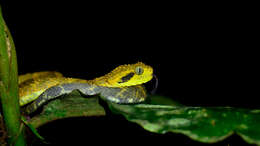 African Hairy Bush Viper (Atheris hispida) · iNaturalist