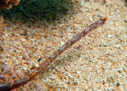 Image of Duncker's pipefish