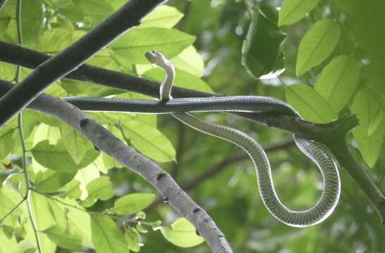 Imagem de Gonyosoma jansenii (Bleeker 1859)