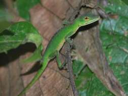 Image of Andes  Anole