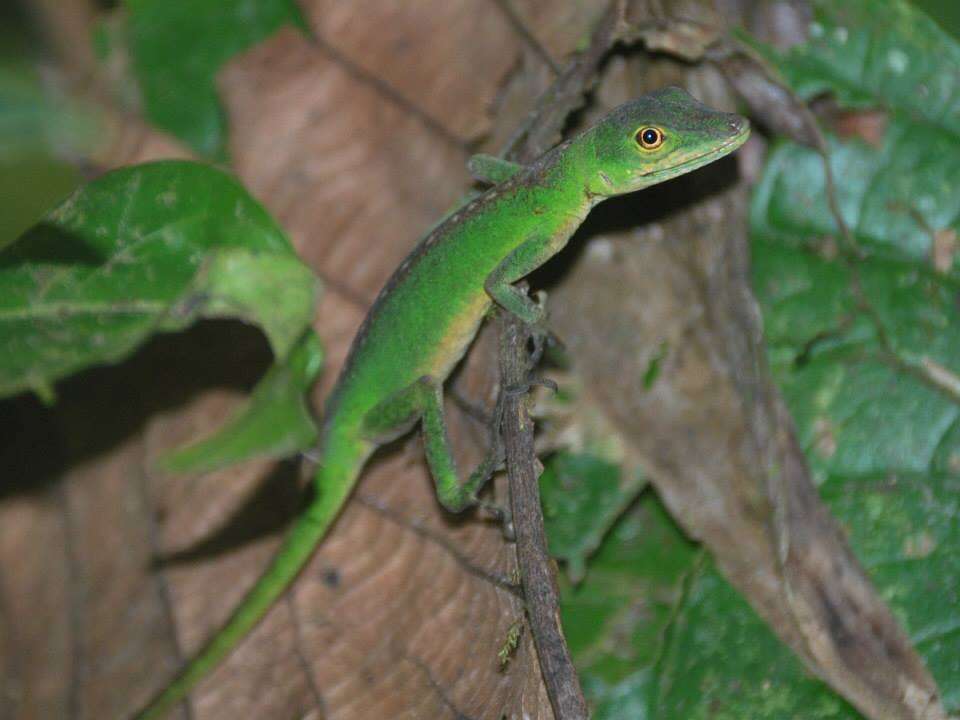 Image of Andes  Anole