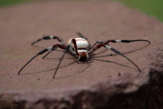 Imagem de Argiope ocula Fox 1938