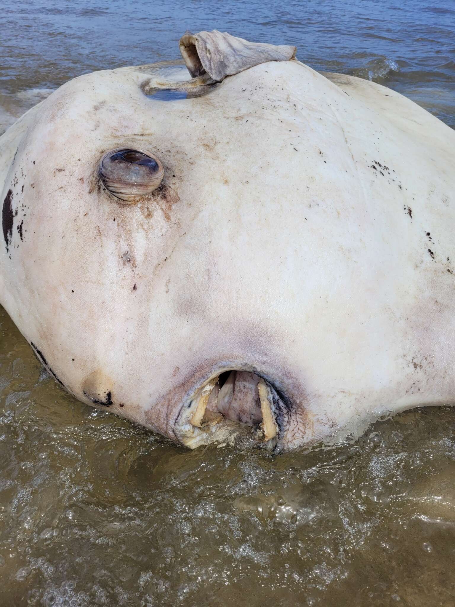 Image of Bumphead sunfish