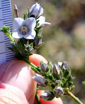 صورة Cyanothamnus coerulescens subsp. spinescens (Benth.) Duretto & Heslewood