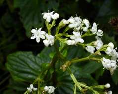 Image of Valeriana lapathifolia Vahl