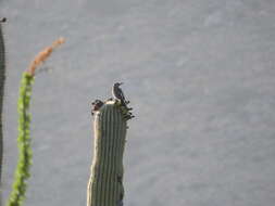 Image of Gilded Flicker