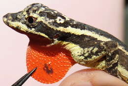 Image of Garland Anole