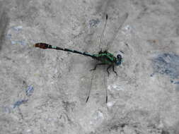 Image of Erpetogomphus liopeltis Garrison 1994