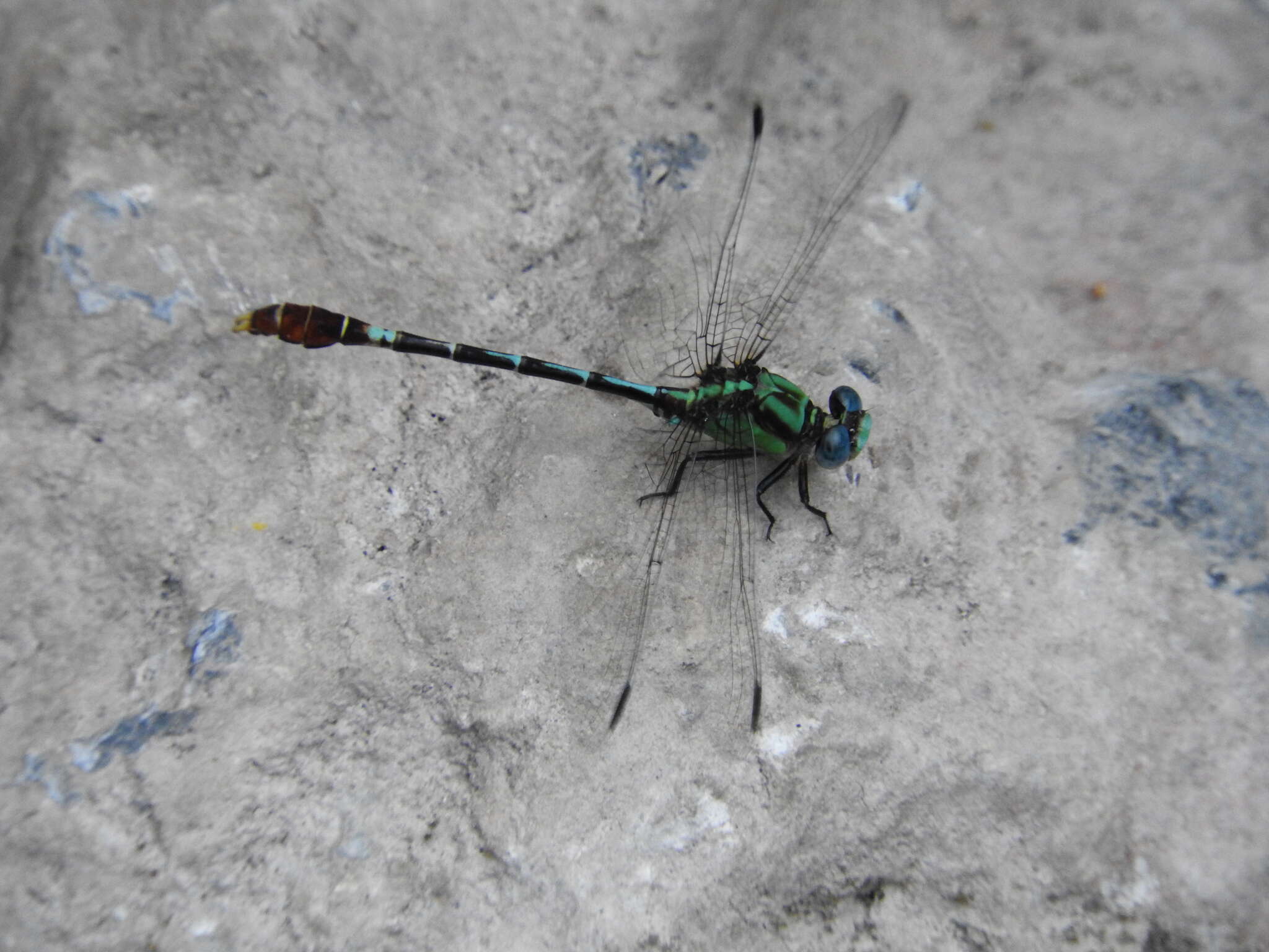 Image of Dark-shouldered Ringtail