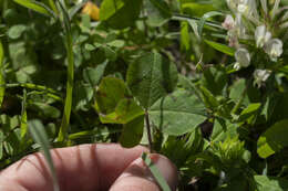 Image of shield clover