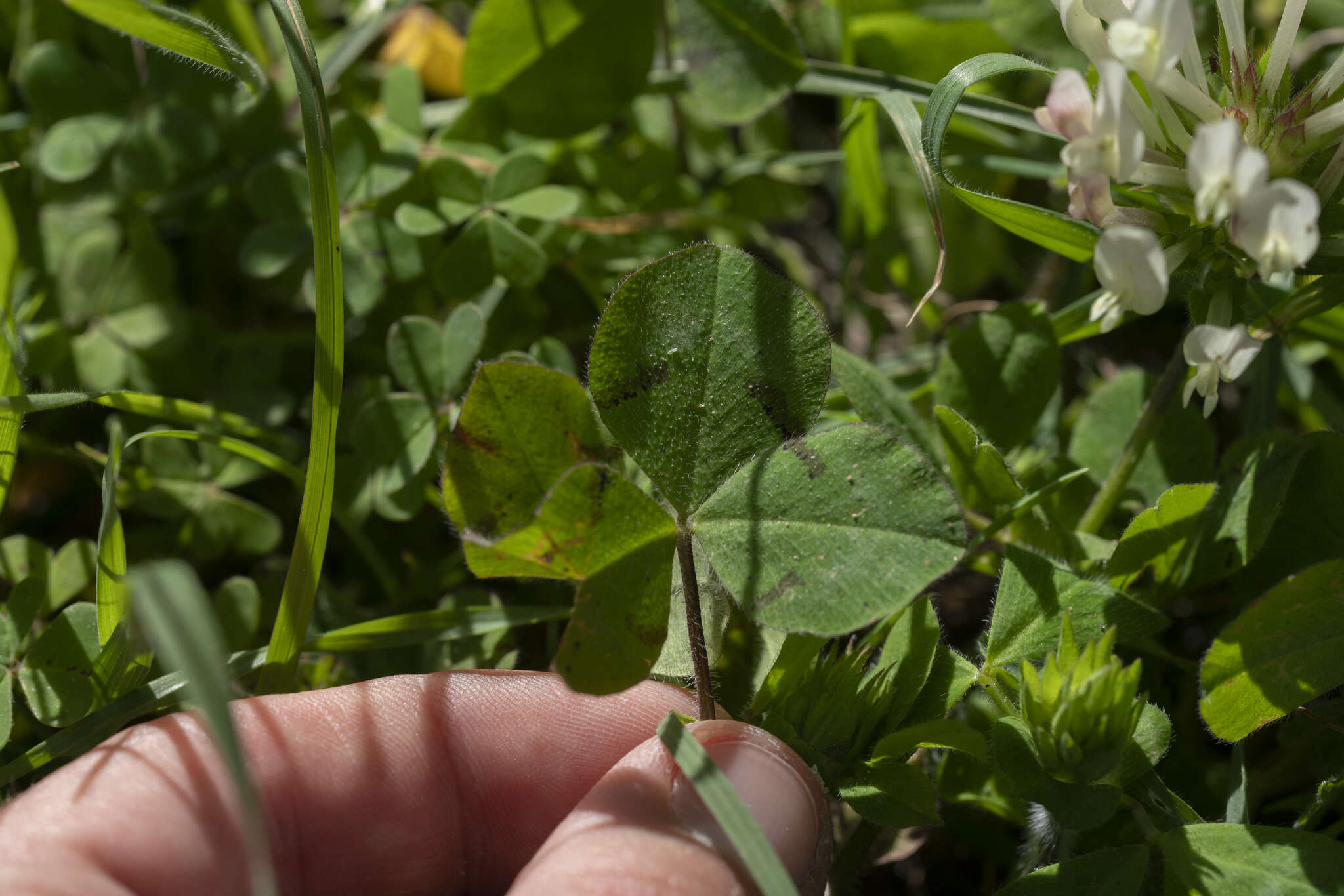 Image de Trifolium clypeatum L.