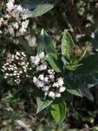 Ageratina pseudochilca (Benth.) R. King & H. Rob. resmi