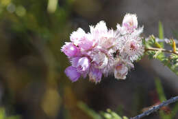 Image of Verticordia pennigera Endl.