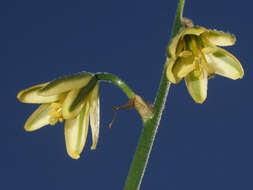 Image de Albuca pentheri (Zahlbr.) J. C. Manning & Goldblatt