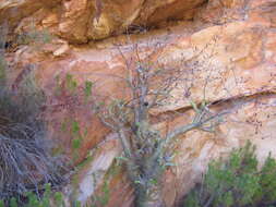 Image of Tylecodon paniculatus (L. fil.) H. Tölken