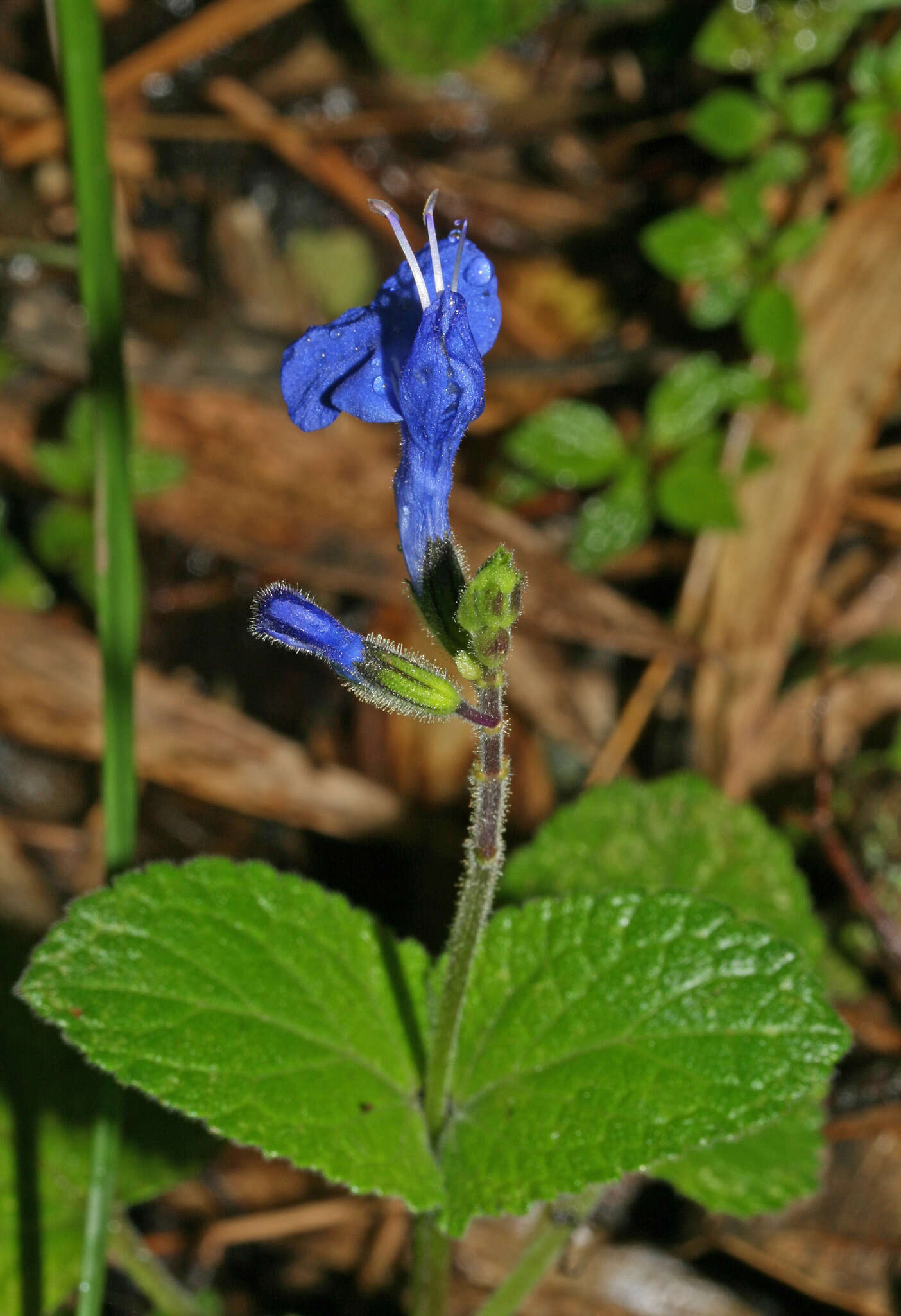 Salvia scutellarioides Kunth resmi