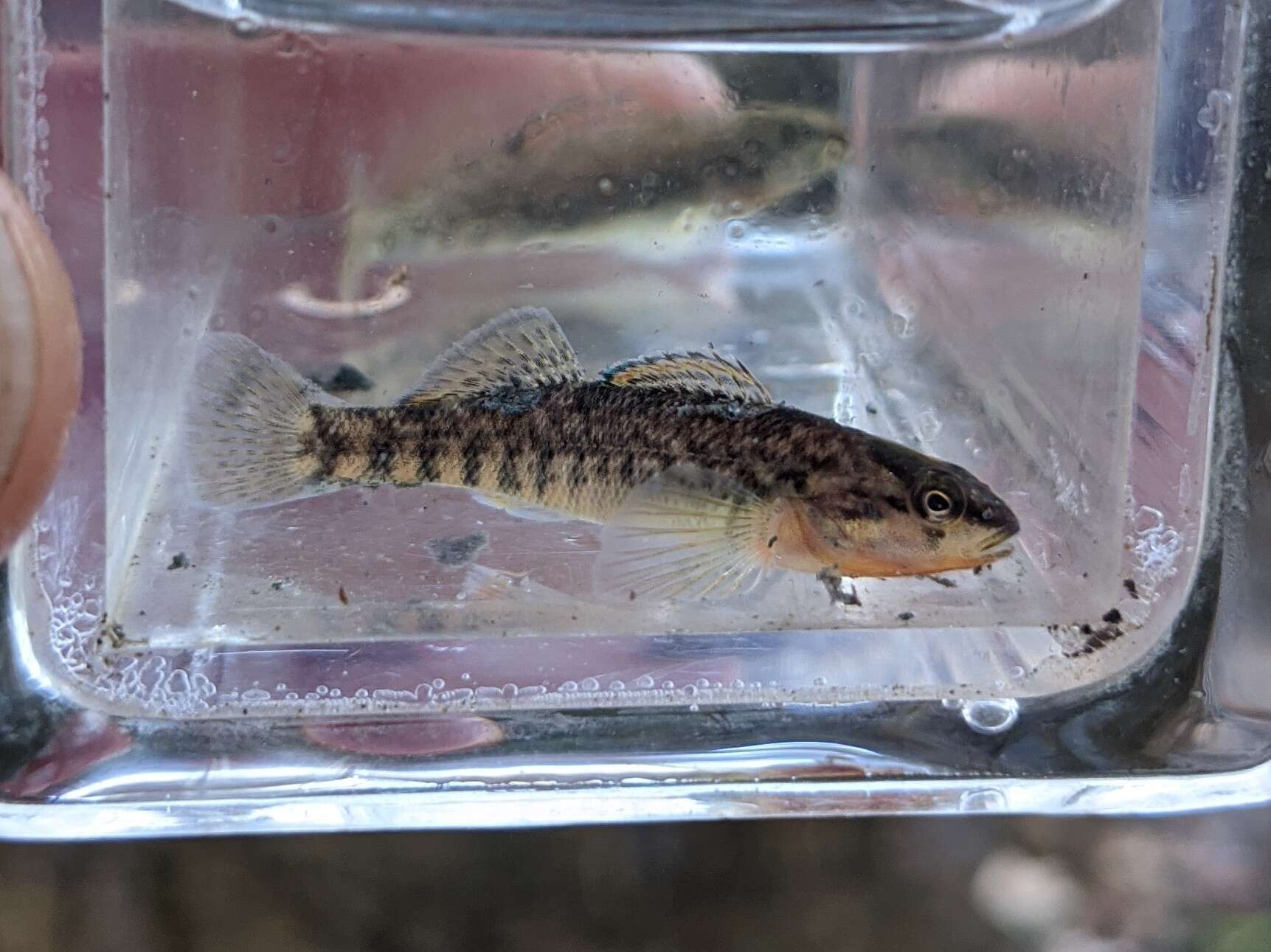 Image of Mud Darter