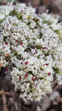 Image of Nevada biscuitroot