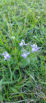 Plancia ëd Lupinus bracteolaris Desr.