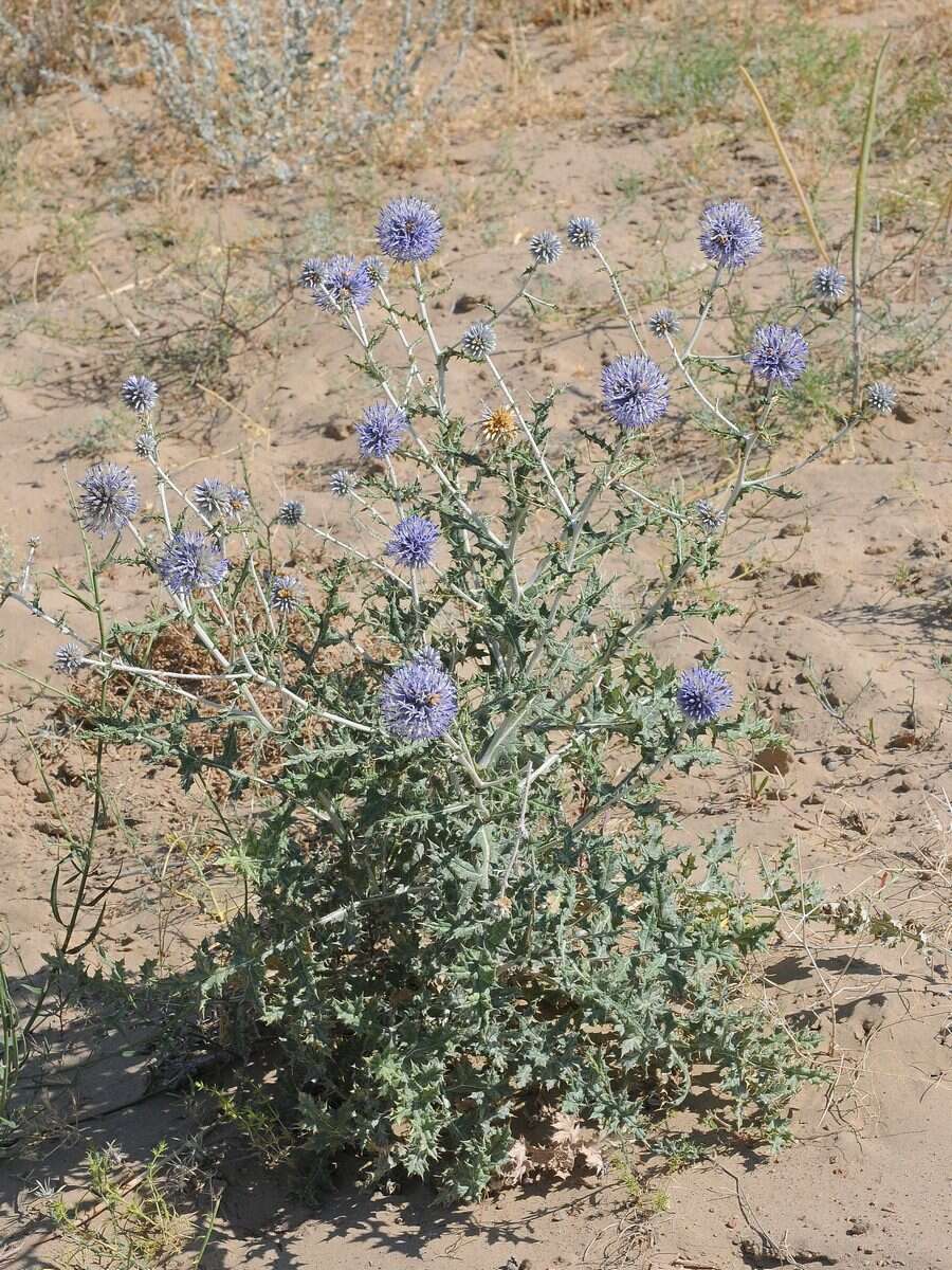 Image of Echinops albicaulis Kar. & Kir.