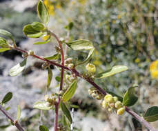 صورة Colubrina californica I. M. Johnst.