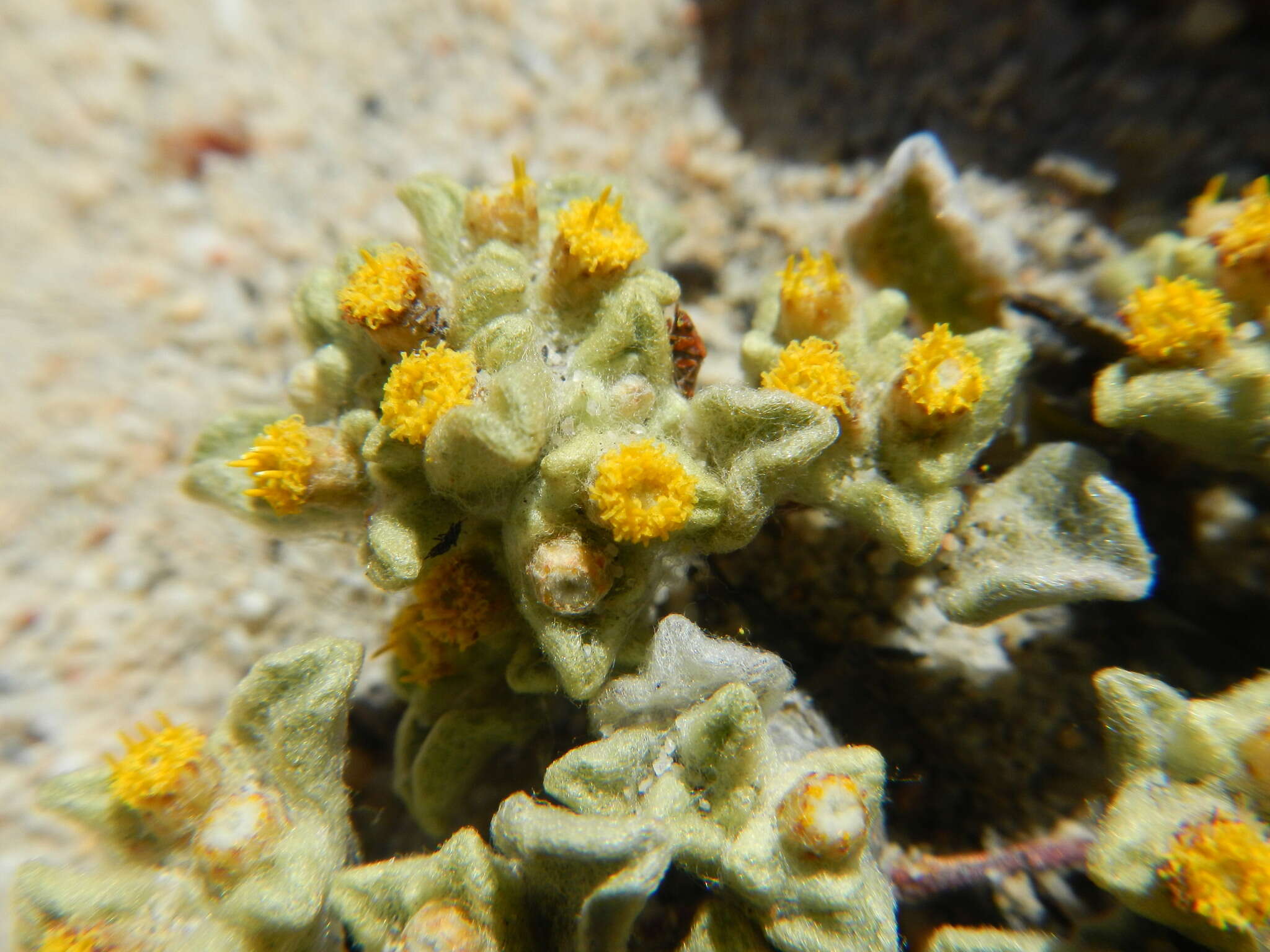 Image of Desert Cudweed