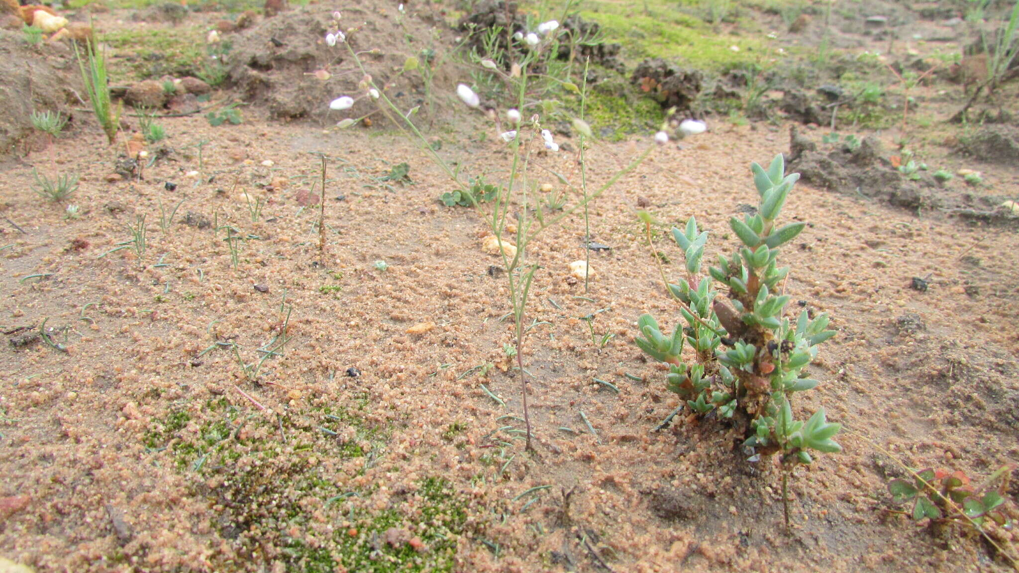 Image de Heliophila patens Oliv.