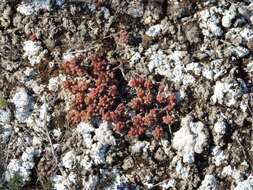 Image of Sedum gypsicola Boiss. & Reuter