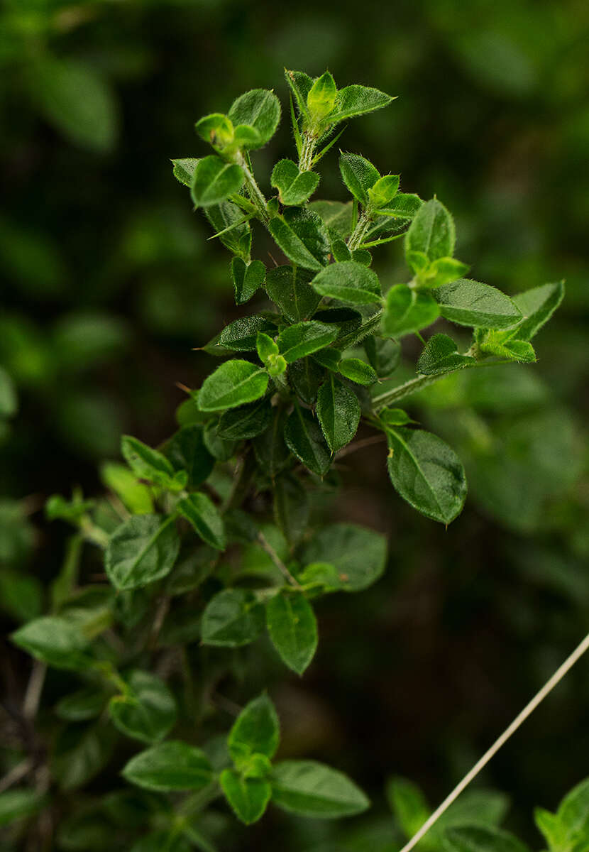 Image of Barleria eylesii S. Moore