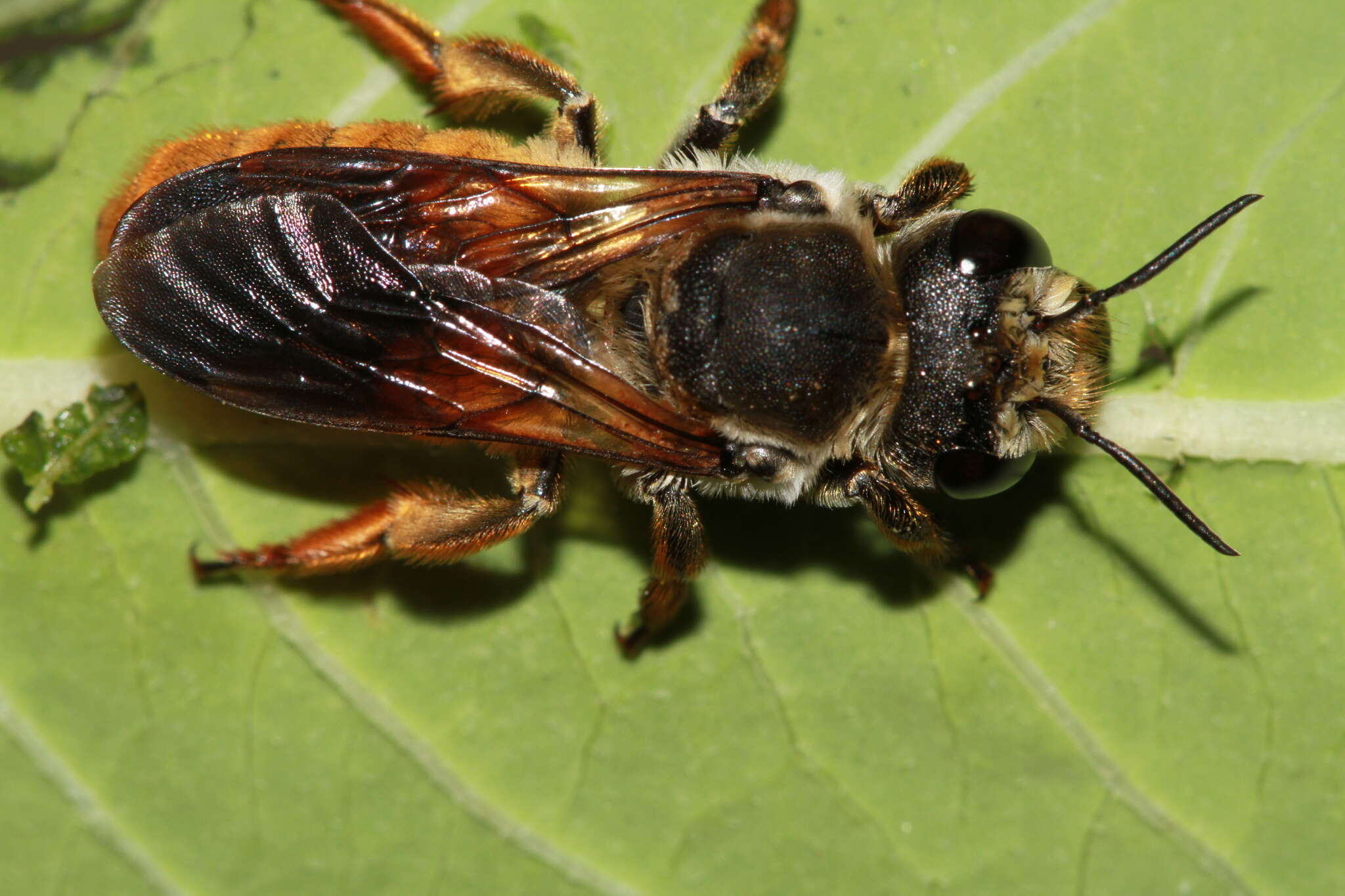 Image of Megachile takaoensis Cockerell 1911