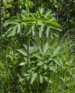 Image of purplestem angelica