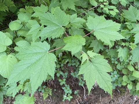 Image of Tail-leaf Maple