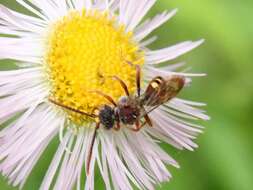 Nomada cuneata (Robertson 1903) resmi