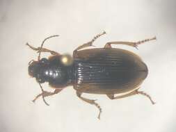 Anisodactylus (Anadaptus) discoideus Dejean 1831 resmi