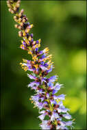 Image of Cluster-Spike Indigo-Bush