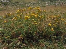 Image of Tanacetum aucheri DC.