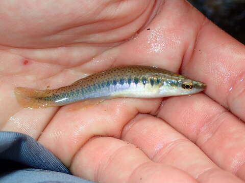 Image of Blackspotted Topminnow