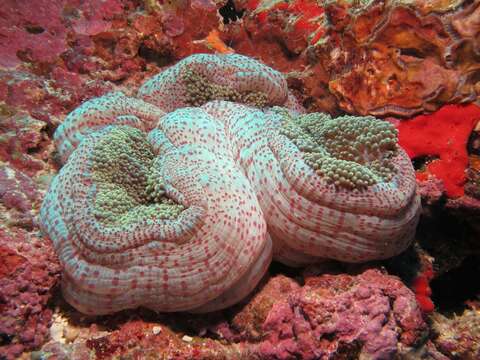 Image of merten's carpet anemone