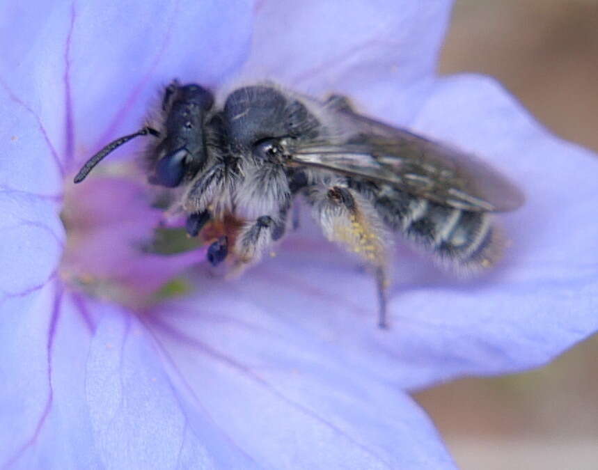 Image of Andrena avara Warncke 1967