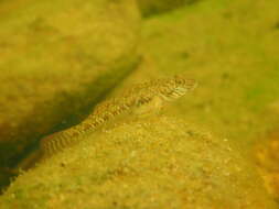 Слика од Rhinogobius similis Gill 1859