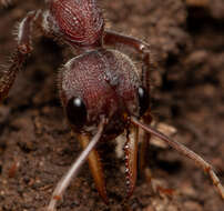 صورة Myrmecia flavicoma Roger 1861