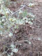 Слика од Artemisia jacutica Drobov