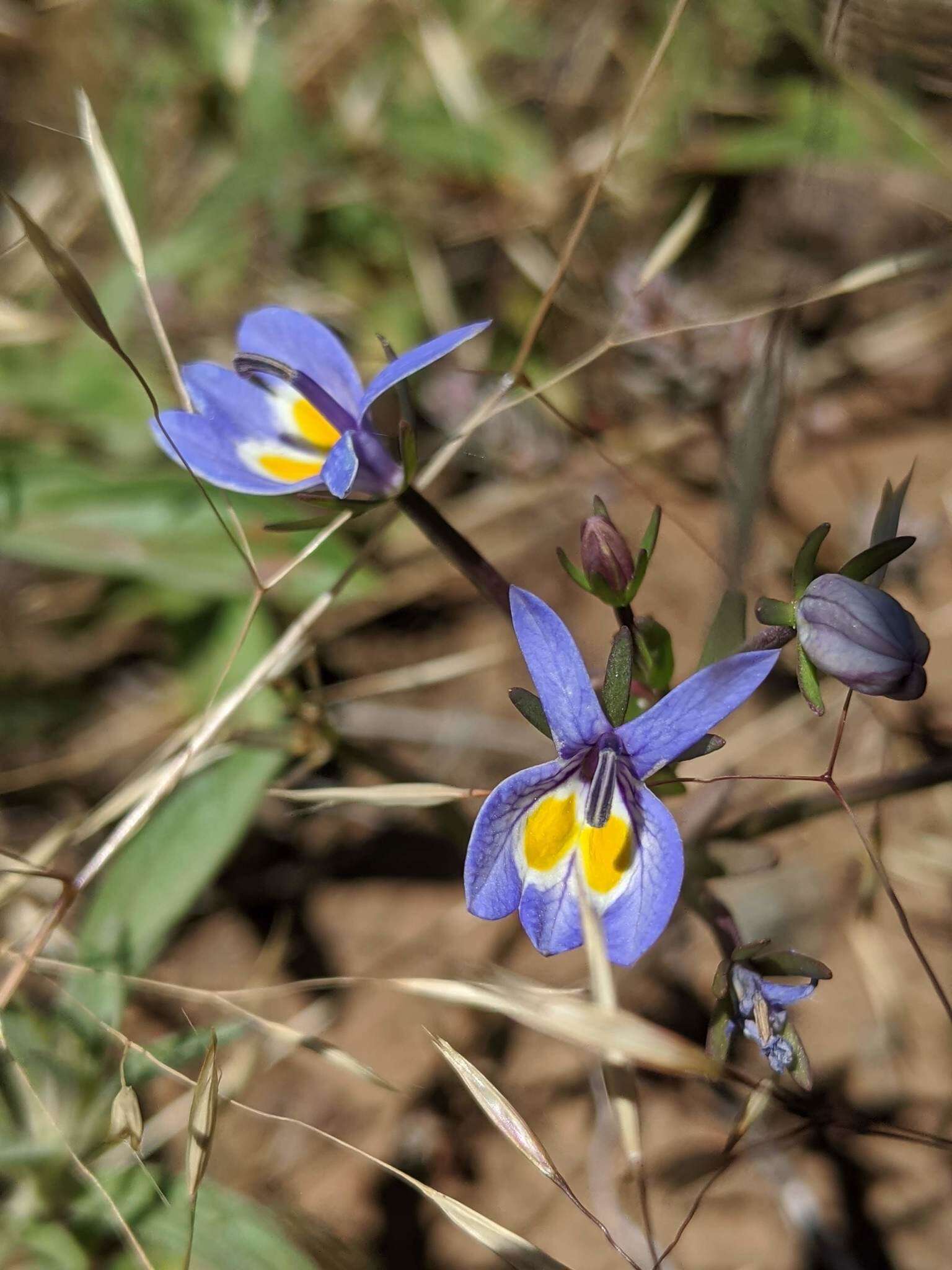 Image of Bach's calicoflower