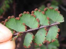 Adiantum ciliatum Bl.的圖片