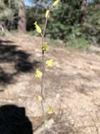 Image of Laguna Mountain jewelflower