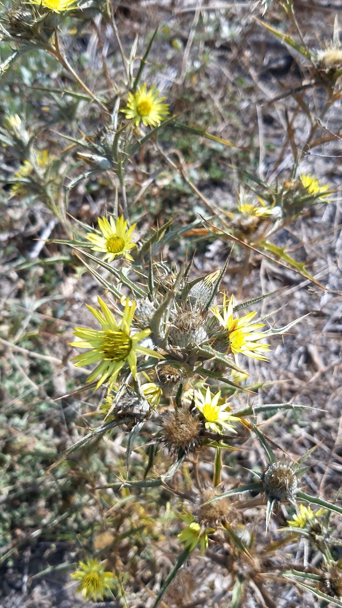 Image of Carlina racemosa L.